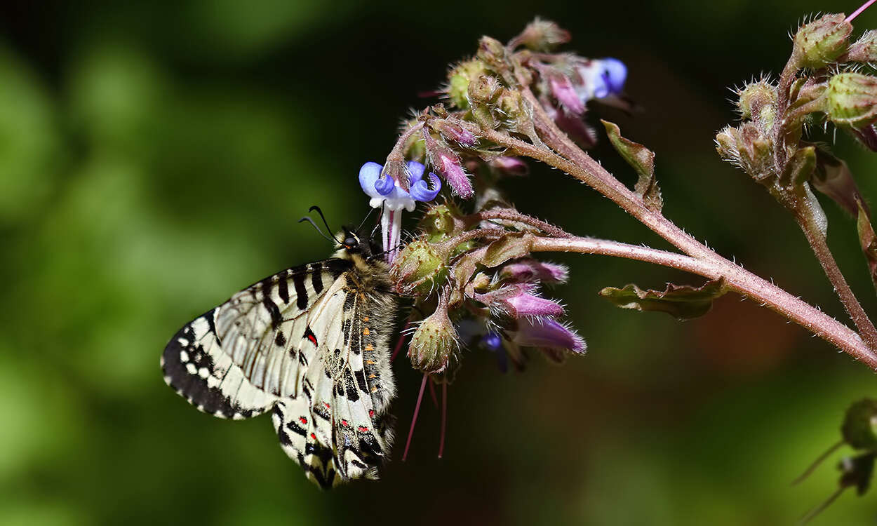 Image of Zerynthia caucasica (Lederer 1864)