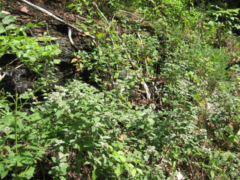 Image of stone mountainmint