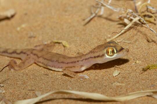 Image of Trigonodactylus Haas 1957