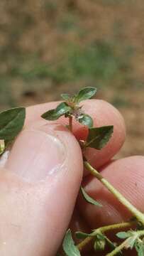 Image of Texas bergia