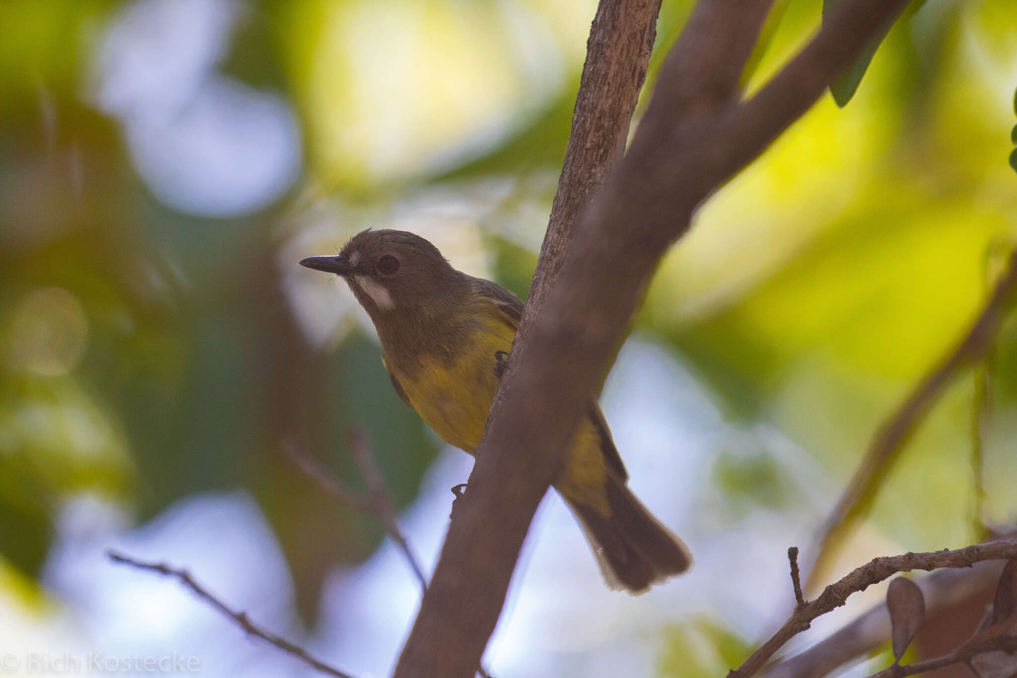 Image of Fairy Gerygone