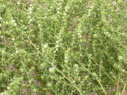 Image of Salsola L.