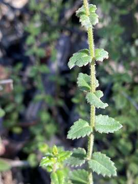 Image of Gonocarpus teucrioides DC.