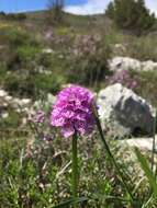 Image de Neotinea tridentata subsp. tridentata