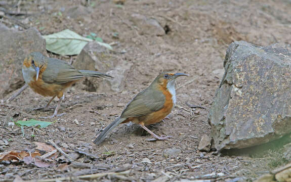 Image of Rusty-cheeked Scimitar Babbler