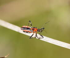 صورة Trachylestes Stål 1868