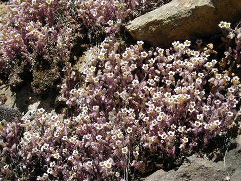 Image of Sedum mucizonia