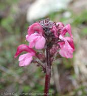 Imagem de <i>Pedicularis ornithorhynchos</i> Bentham