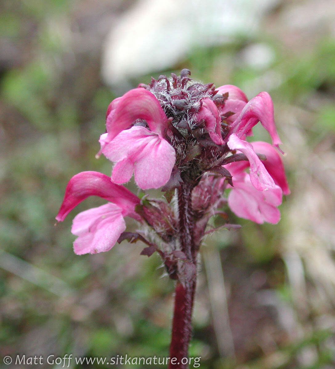 Image of <i>Pedicularis ornithorhynchos</i> Bentham