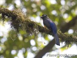 Plancia ëd Trogon chionurus Sclater, PL & Salvin 1871