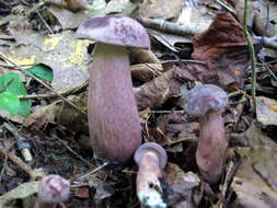 Imagem de Tylopilus violatinctus T. J. Baroni & Both 1998