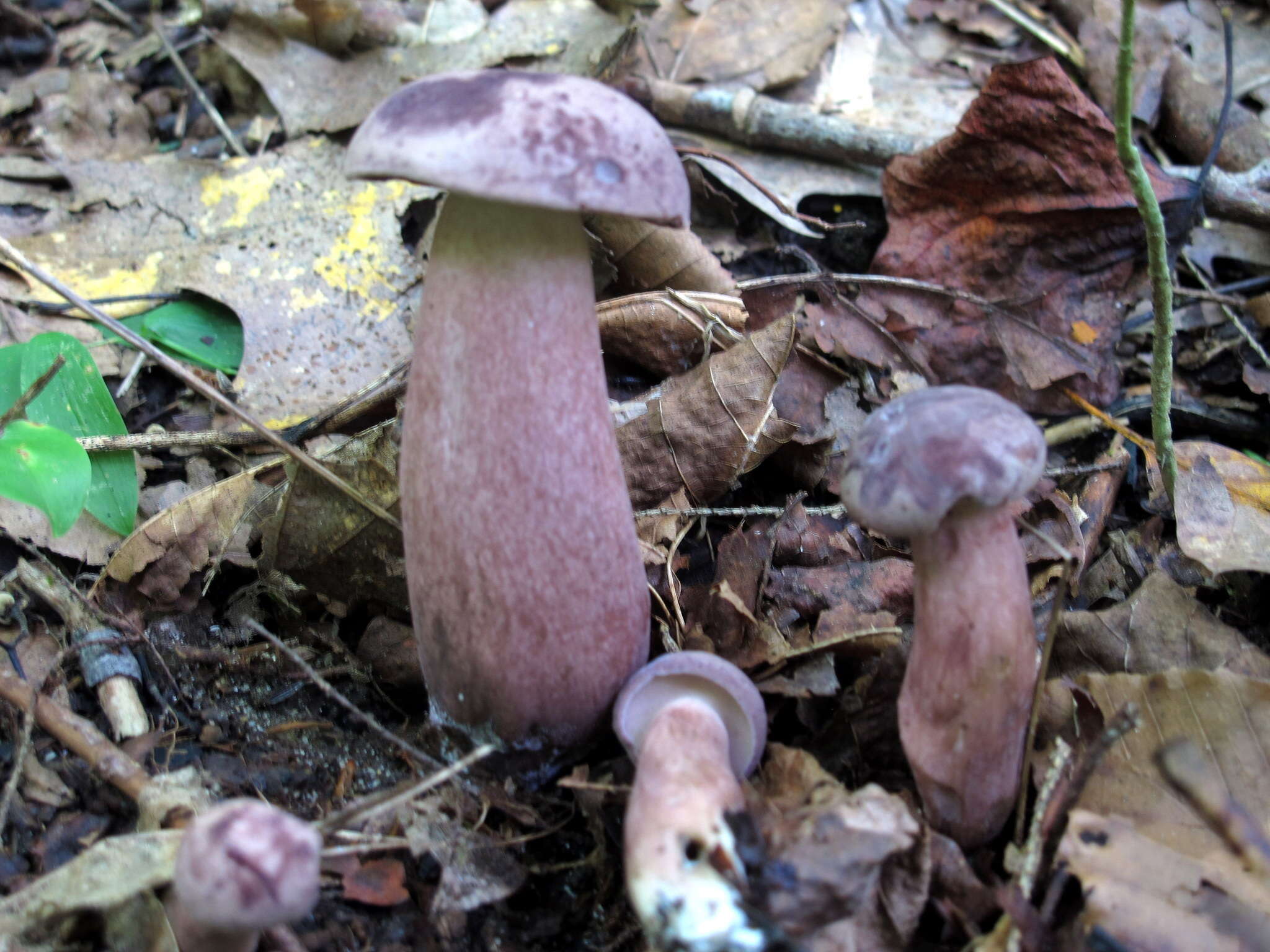 Image of Tylopilus violatinctus T. J. Baroni & Both 1998