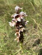 Image de Satyrium sphaerocarpum Lindl.