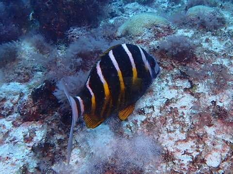 Image of Banded seabream