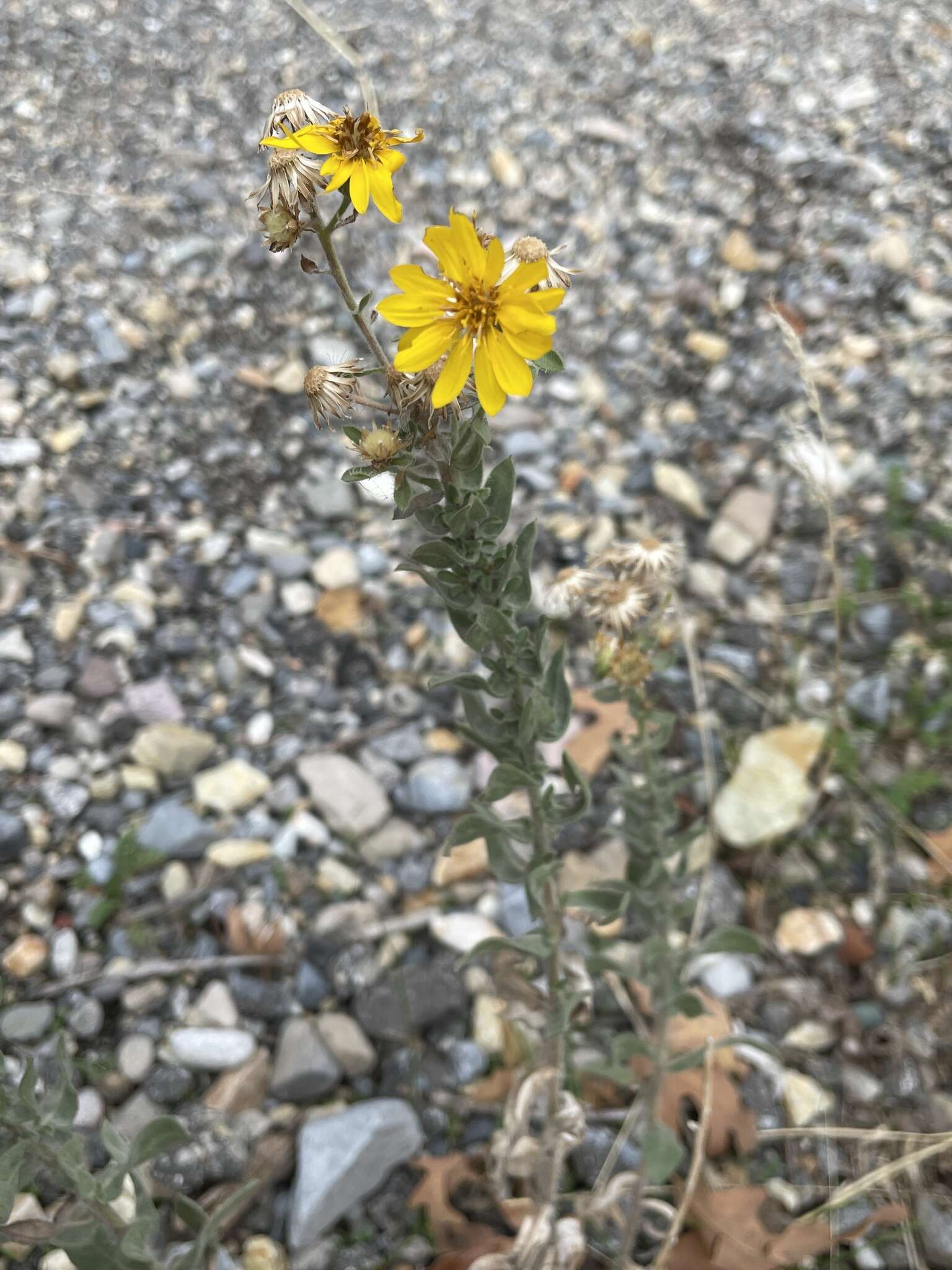 Image of Heterotheca utahensis G. L. Nesom