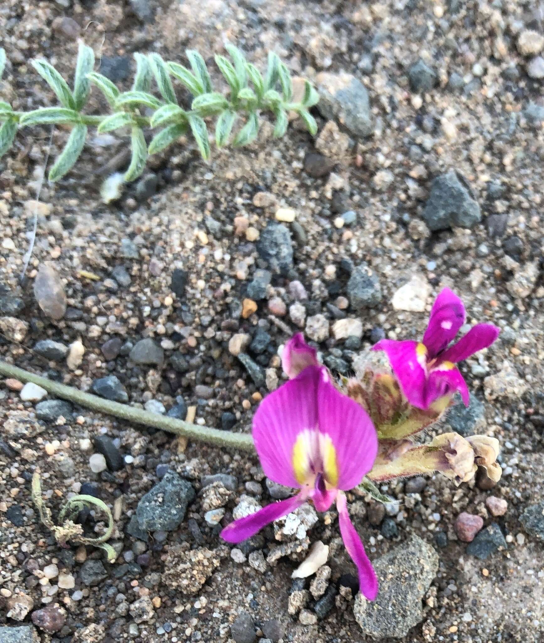 Image of Oxytropis bicolor Bunge