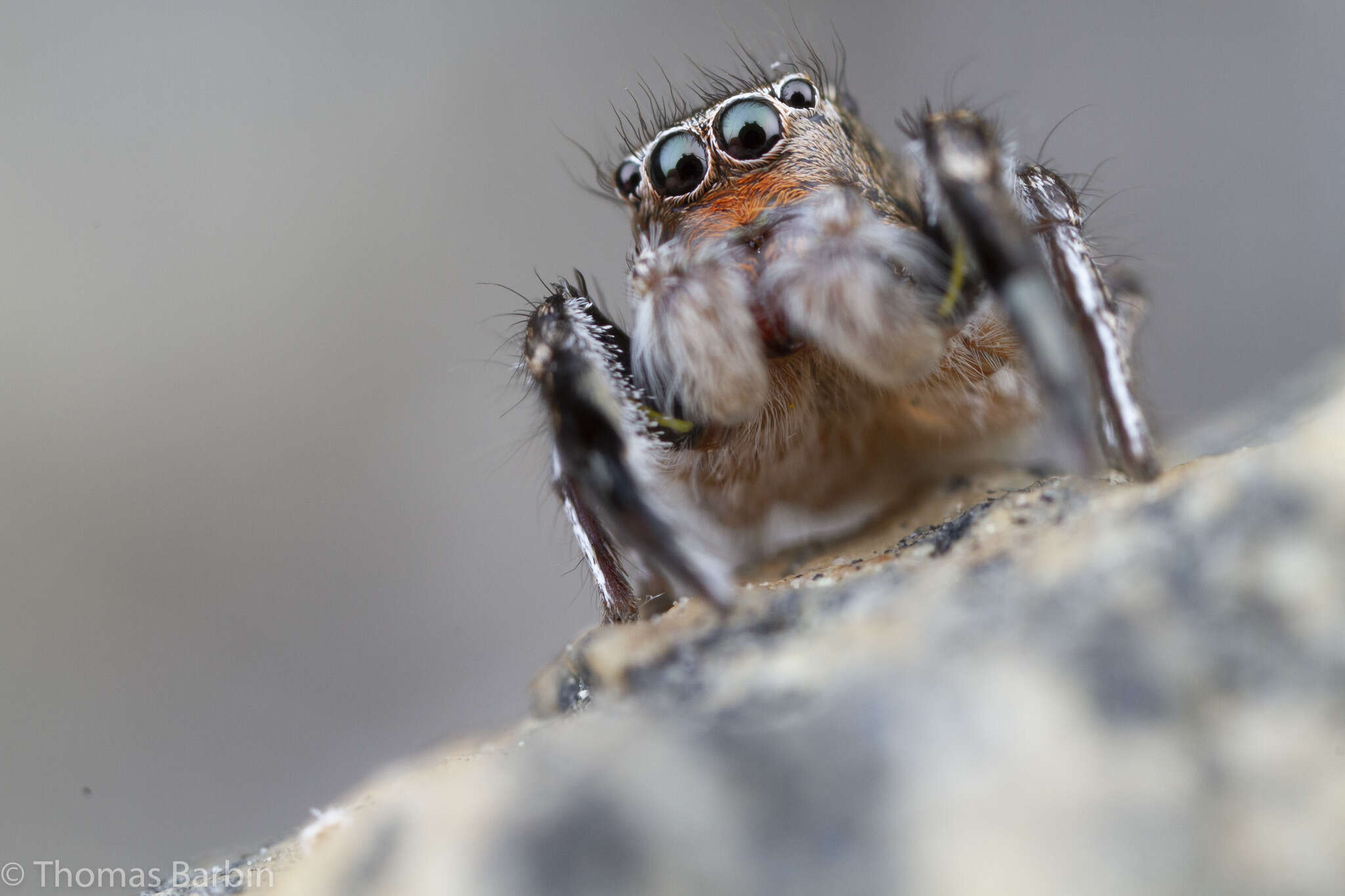 Image of Habronattus hirsutus (Peckham & Peckham 1888)