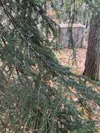 Image of Caucasian Spruce