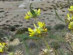 Image of Astragalus alopecuroides L.