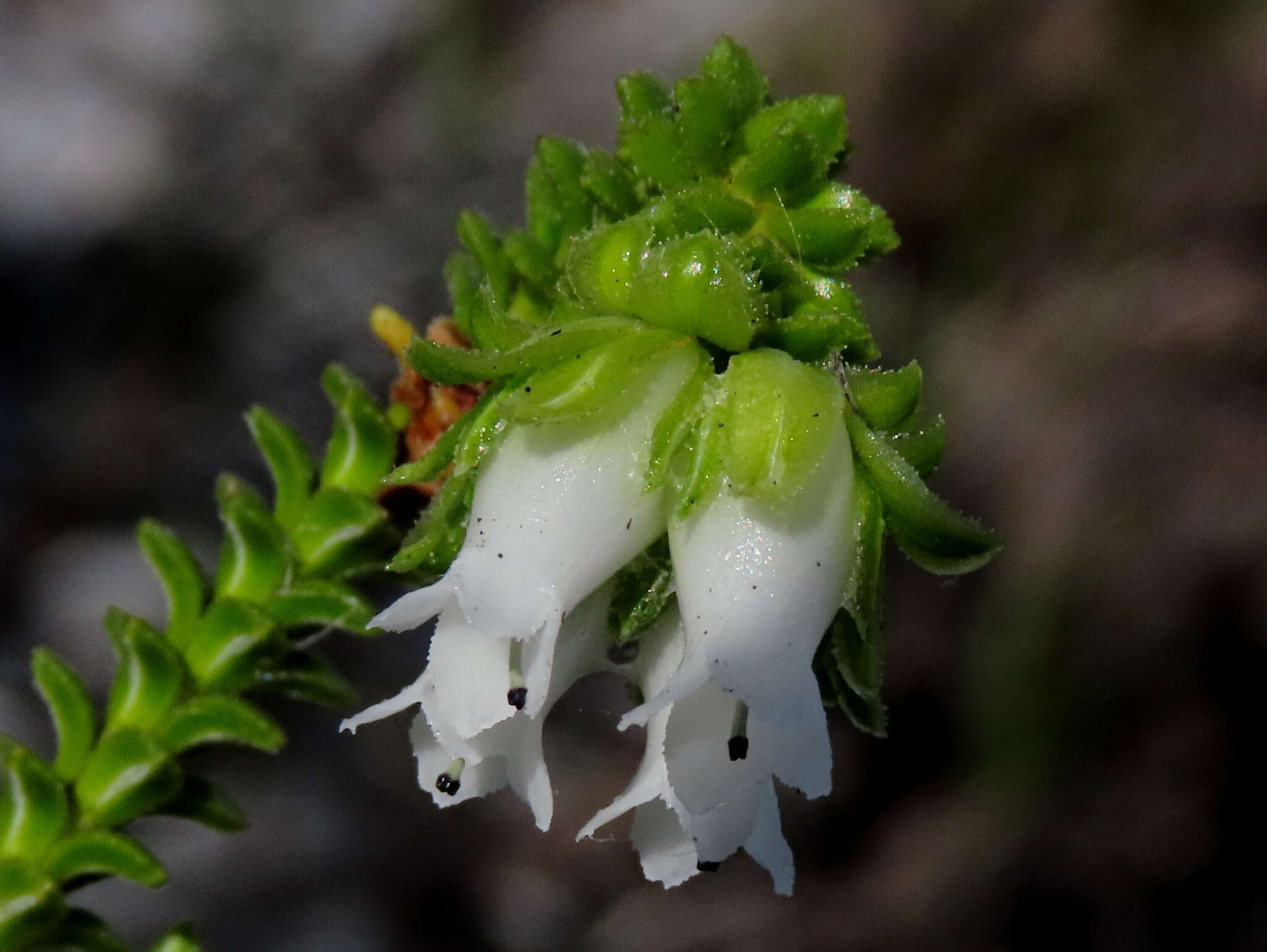 Image of Erica fairii Bolus