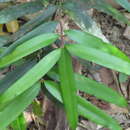 Image de Podocarpus smithii de Laub.