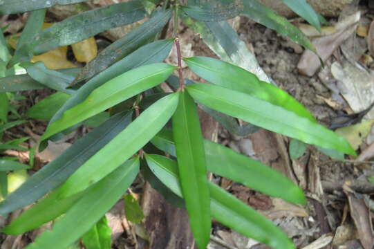 Image de Podocarpus smithii de Laub.