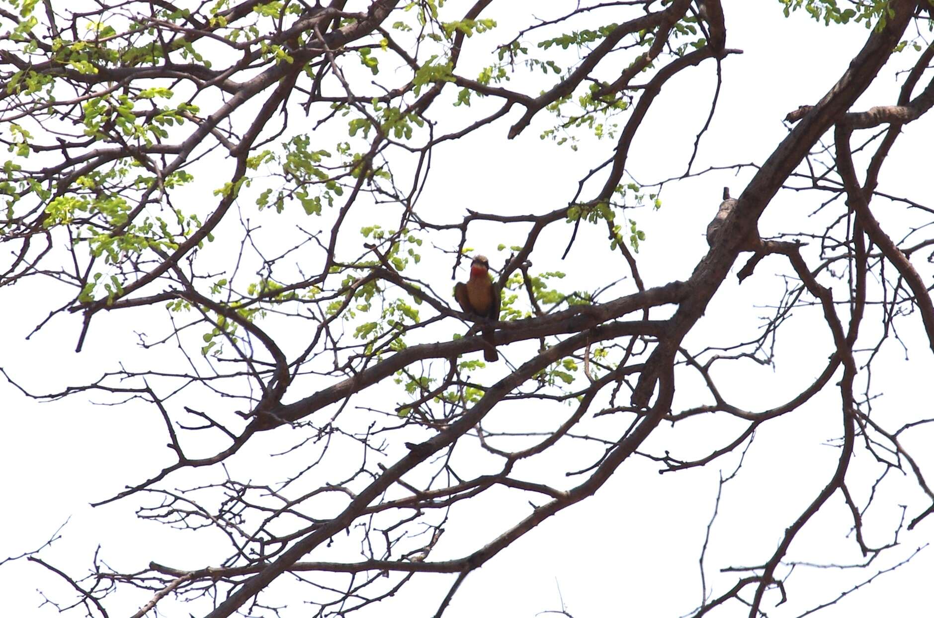 Image of White-fronted Bee-eater