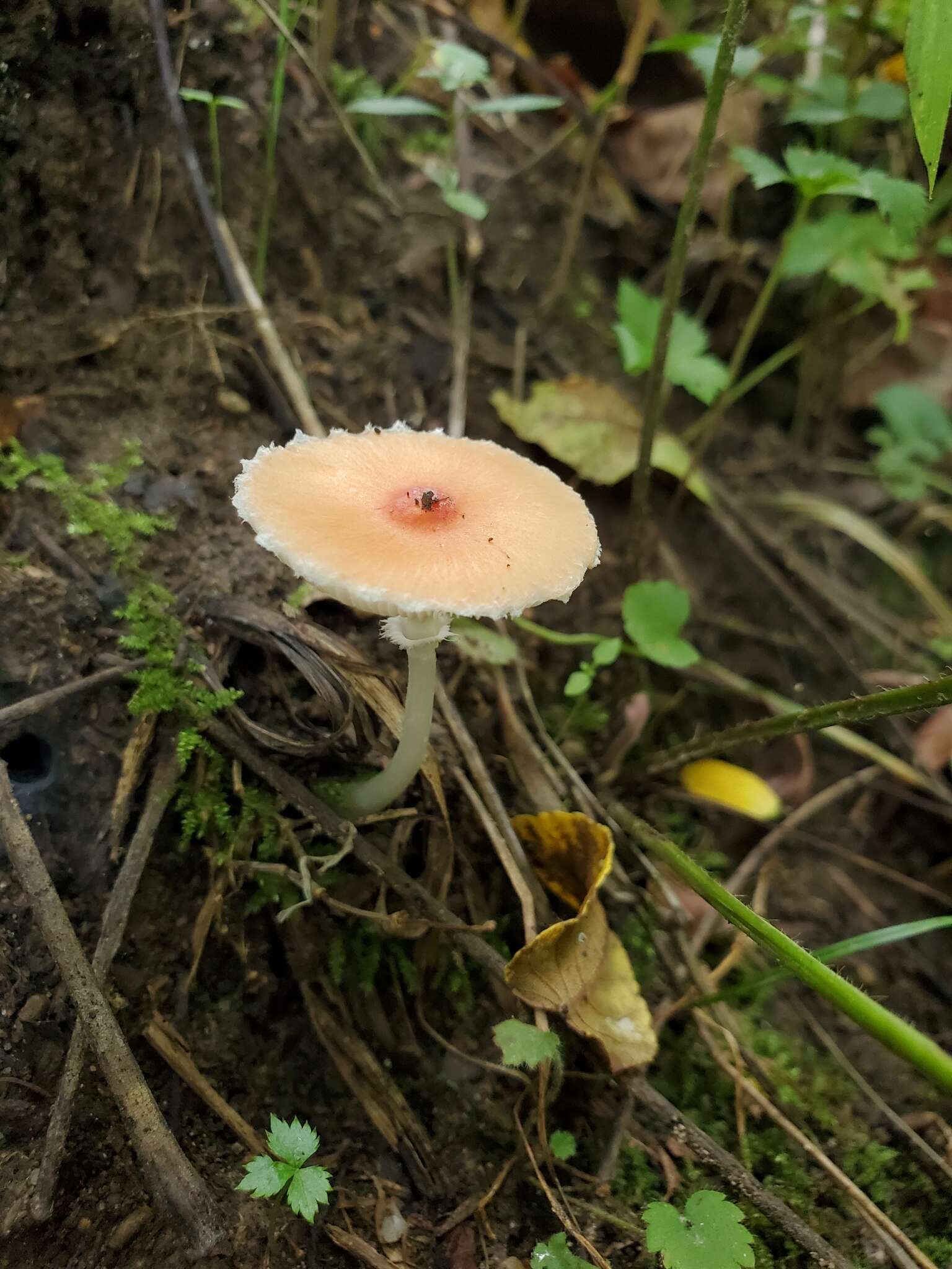 Leucoagaricus rubrotinctus (Peck) Singer 1948 resmi