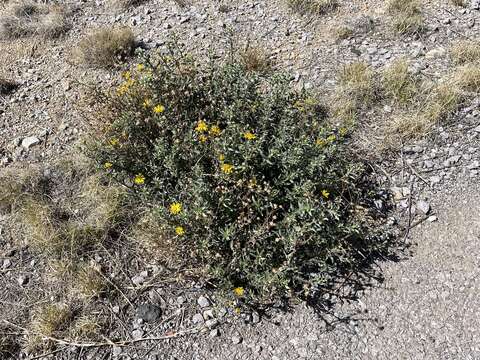 Image of Zion false goldenaster