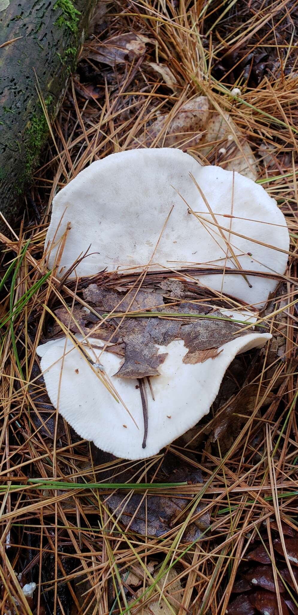 Plancia ëd Clitocybe robusta Peck 1897