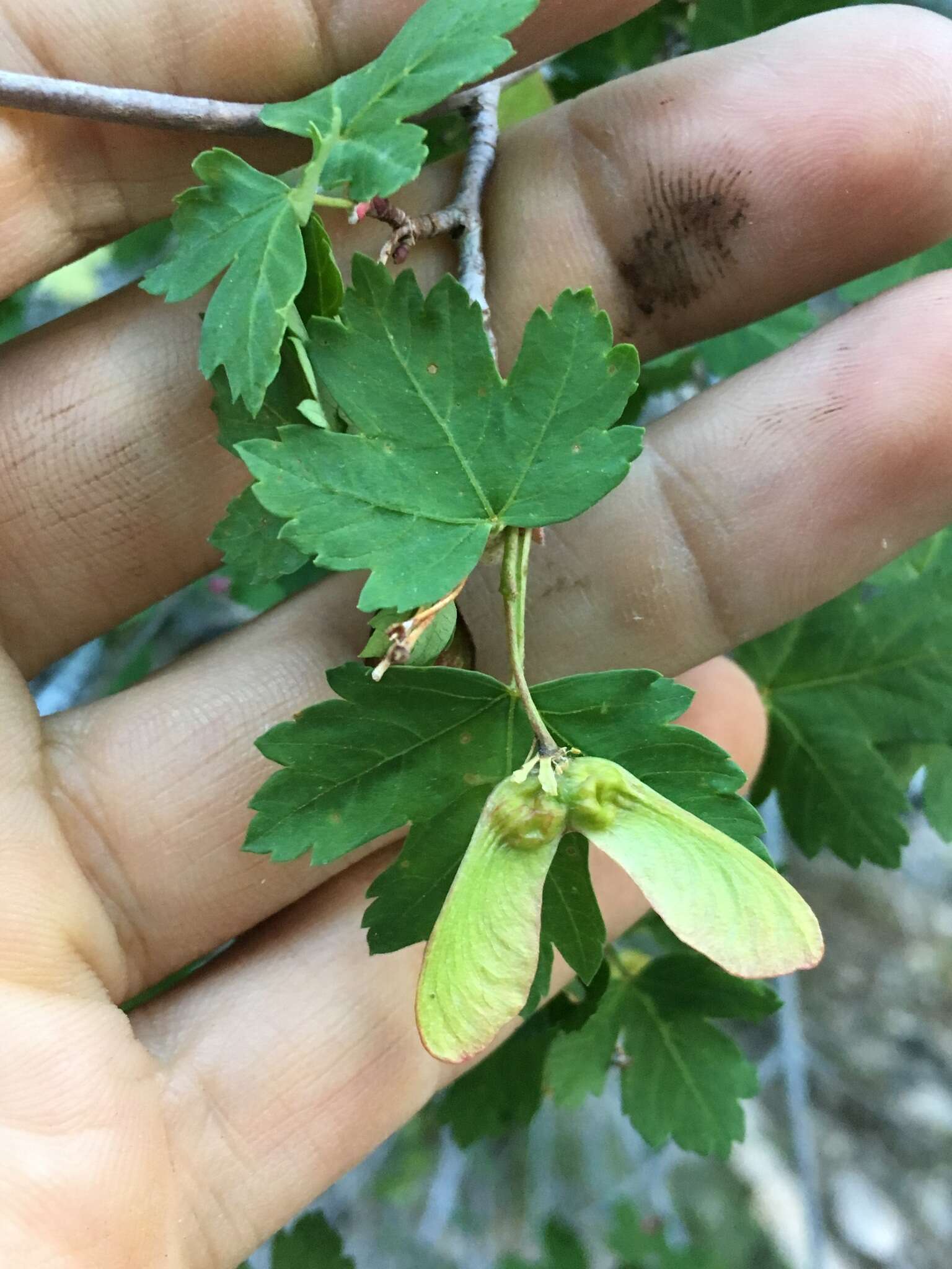 Image of Rocky Mountain maple