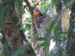 Image of Scarlet-crowned Barbet