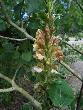 Image of Giant Lousewort