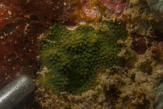 Image of thorn coral