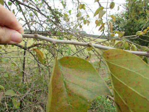 Image of Osage-orange