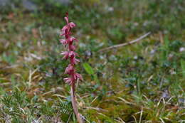 Image of Striped coralroot