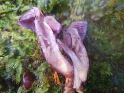 Image of Cortinarius lubricanescens Soop 2001