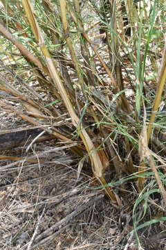 Image of bamboo muhly