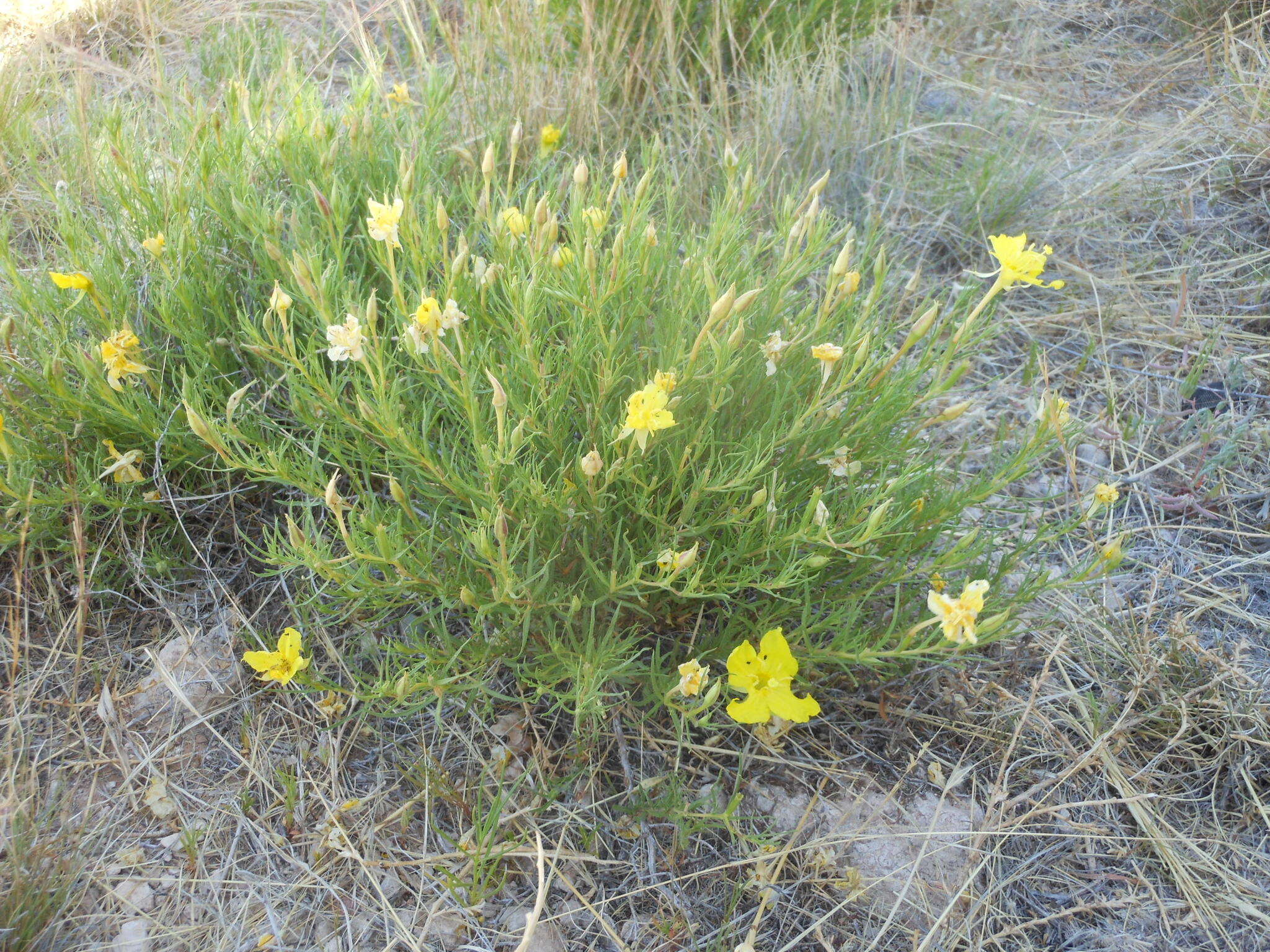 Image of Oenothera hartwegii Benth.