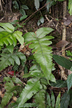 Image of Stegnogramma sagittifolia (Ching) L. J. He & X. C. Zhang