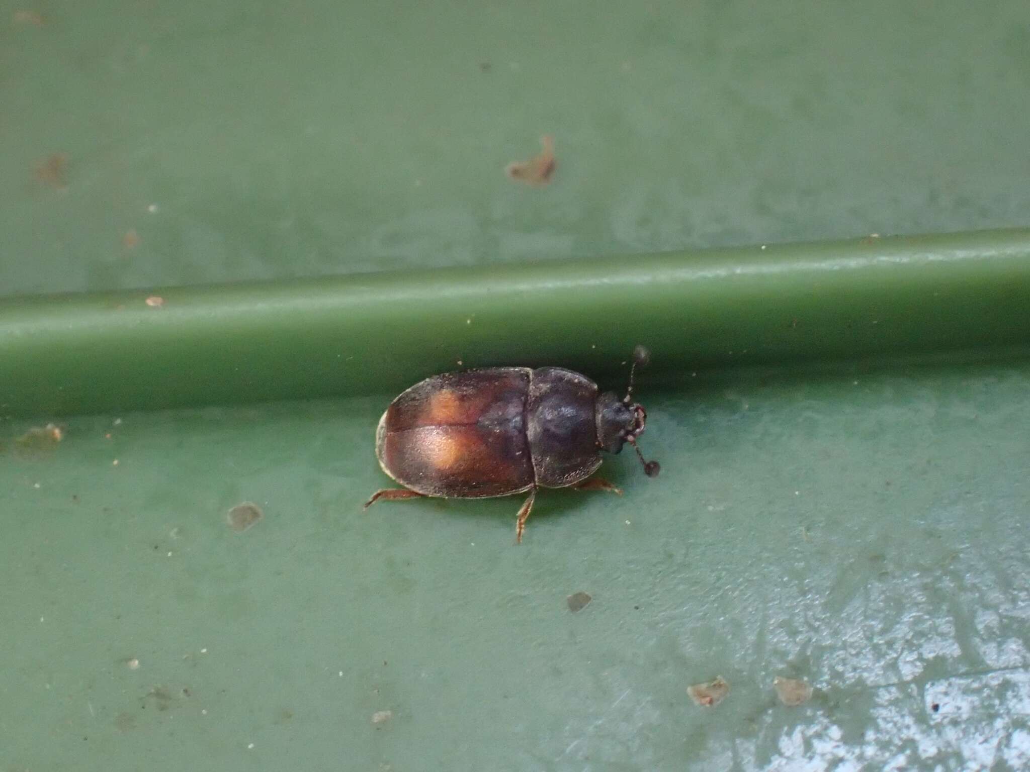 Image of Two-spotted Sap Beetle