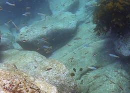 Image of Lyre-tail dart goby