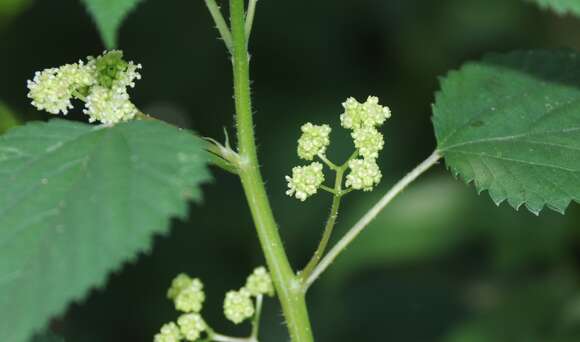 Image of Laportea peduncularis (Wedd.) Chew