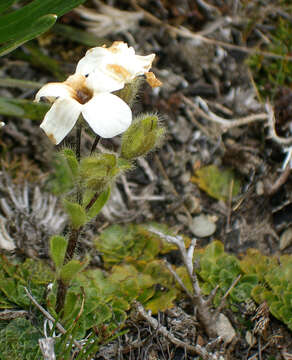 Image of Ourisia glandulosa Hook. fil.