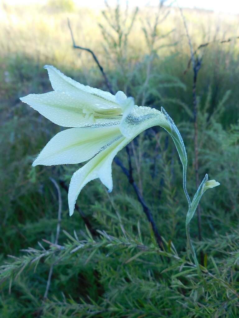 Image of ever-flowering gladiolus