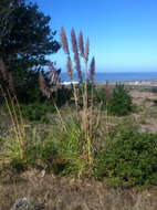 Image of purple pampas grass