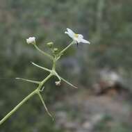 Image of Echinopepon minimus (S. Wats.) S. Wats.