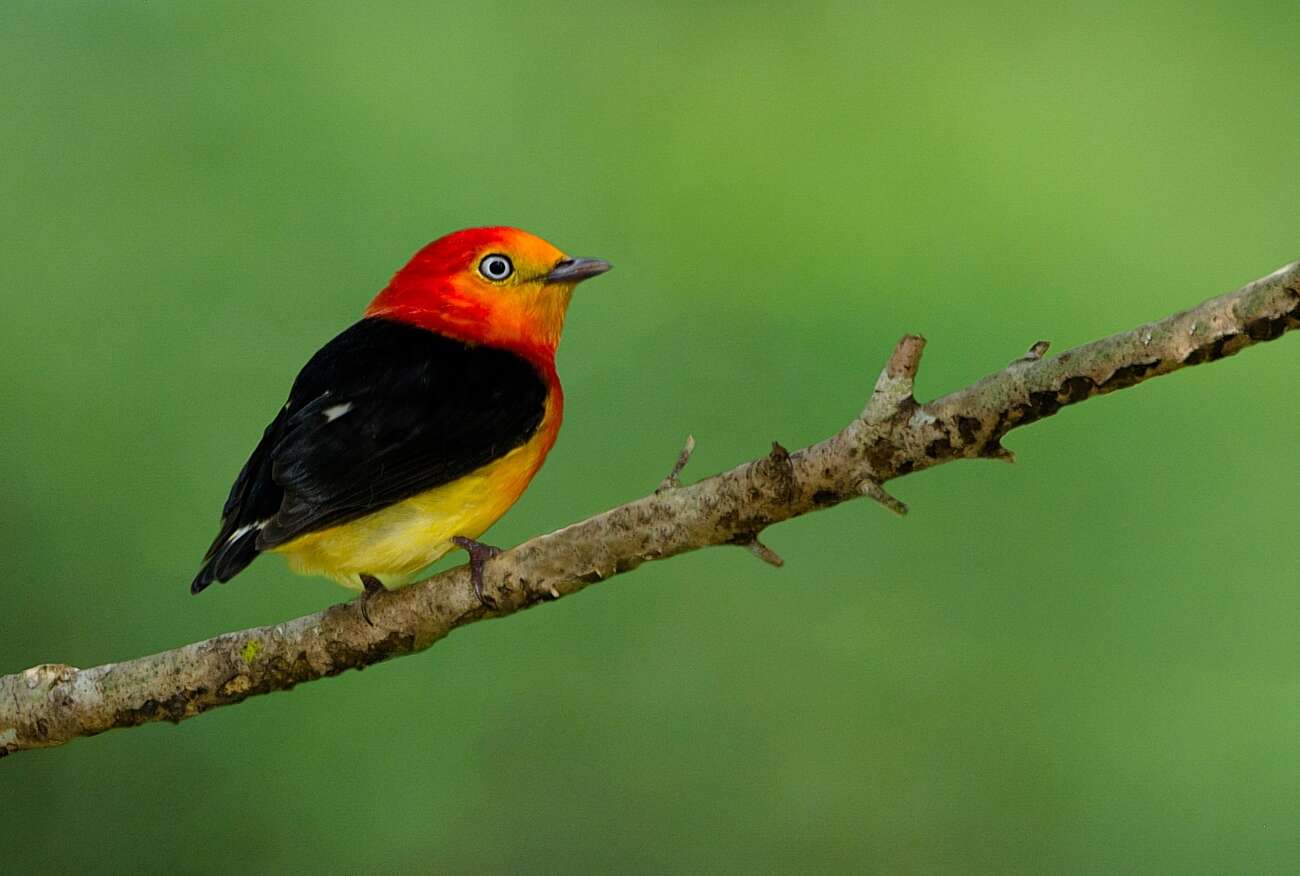 Image of Band-tailed Manakin