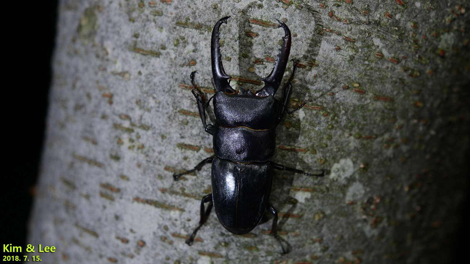 Image of Serrognathus titanus castanicolor Motschulsky 1861