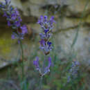 Image of Lavandula angustifolia subsp. angustifolia